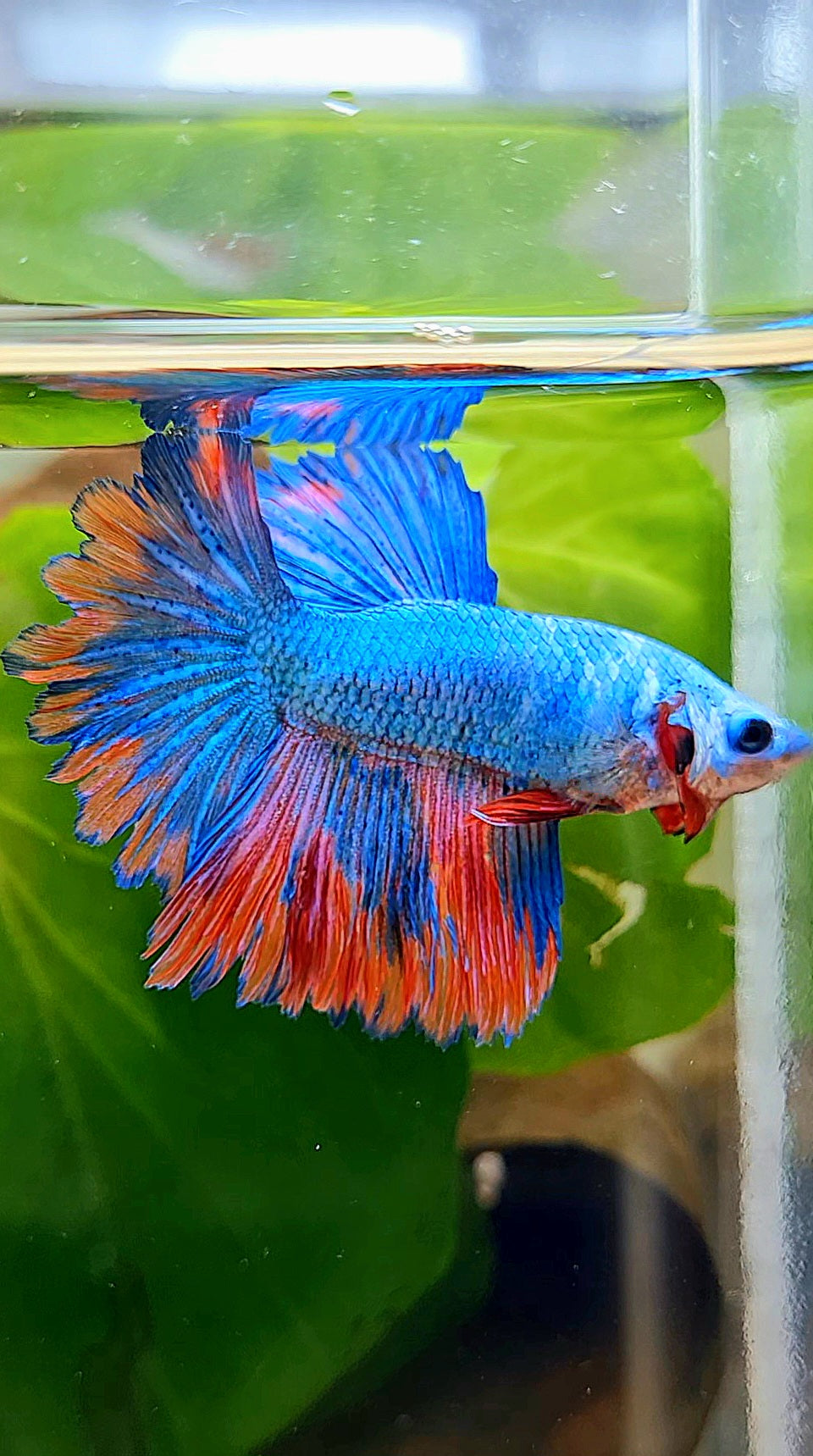 HALFMOON ROSETAIL BLUE PINK PATTERN BETTA FISH
