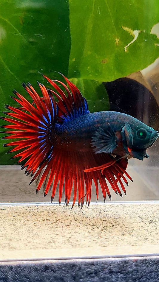 CROWNTAIL HULK VAMPIRE BETTA FISH
