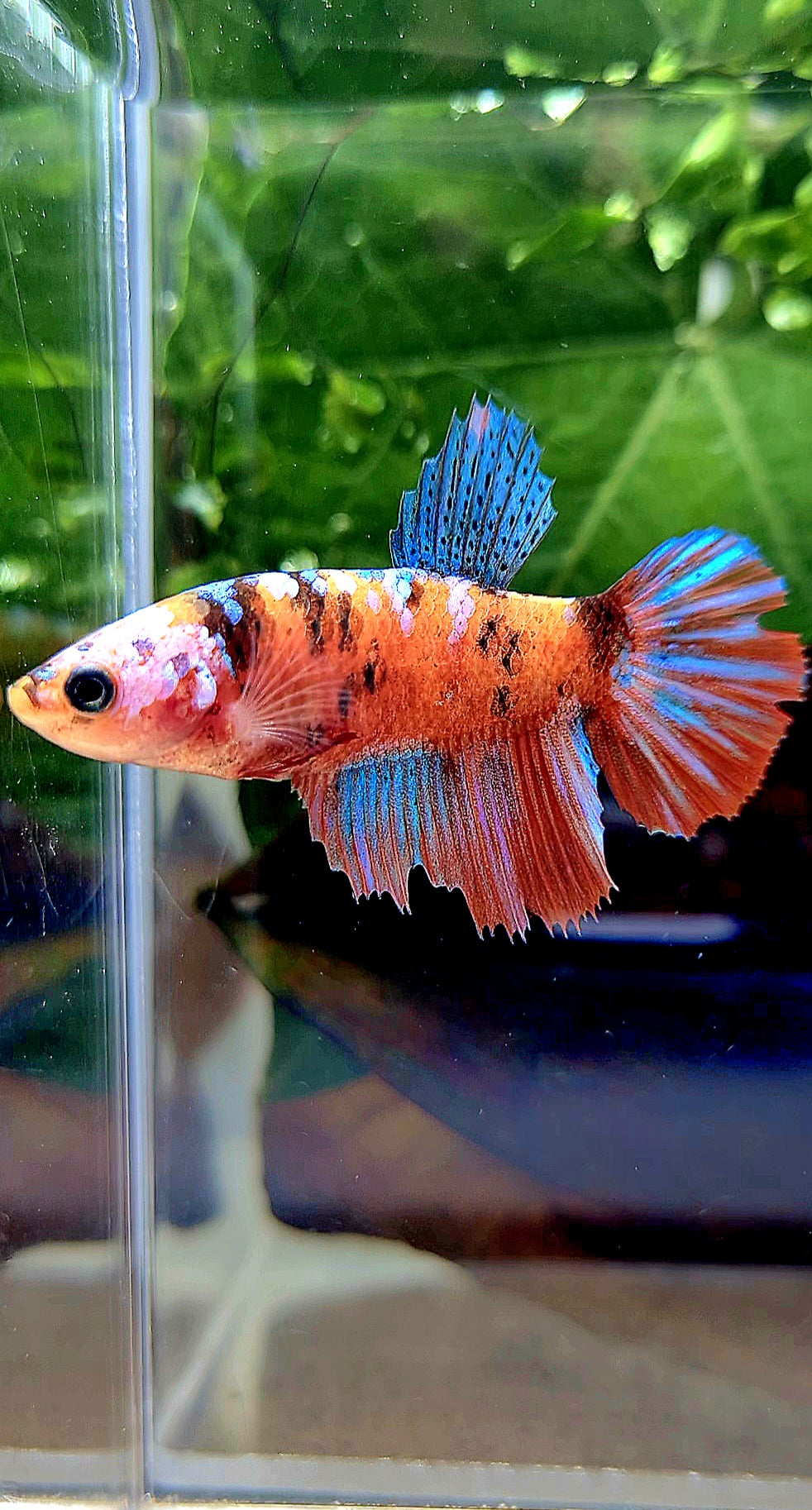 FEMALE HALFMOON RED GALAXY MULTICOLOR BETTA FISH