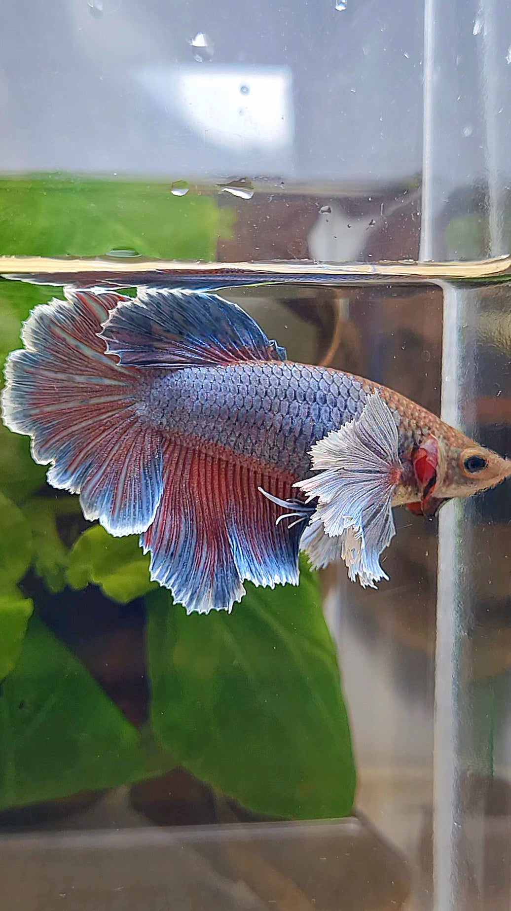 FEMALE HALFMOON ROSETAIL SUPER DUMBO EAR PURPLE BETTA FISH
