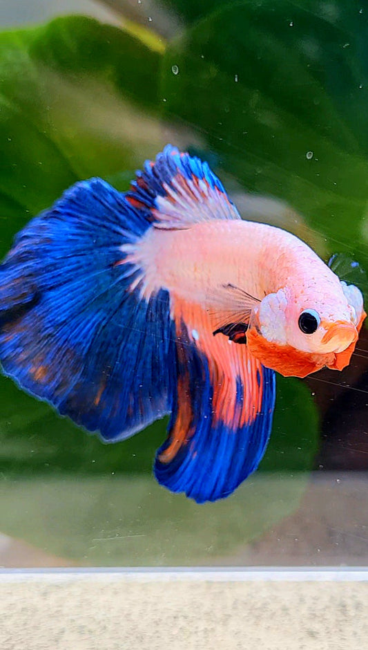 HALFMOON PINK FANCY FLAMINGGO BLUE BETTA FISH