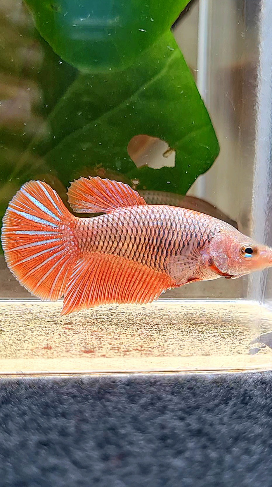 FEMALE HMPK RED FANCY BETTA FISH