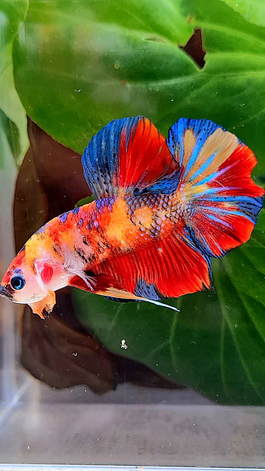 PLAKAT RED METALLIC MULTICOLOR BETTA FISH