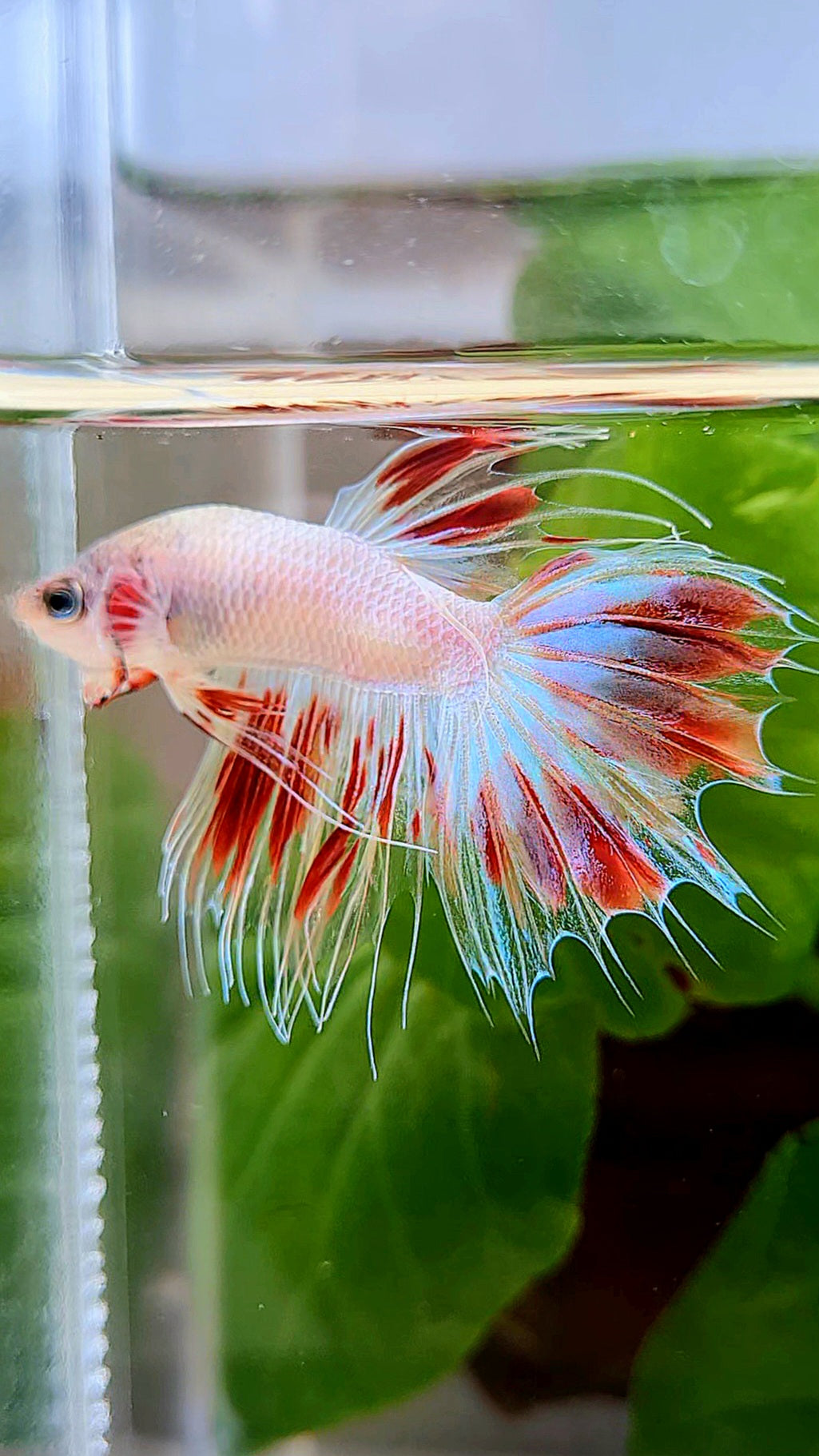 CROWNTAIL ARMAGEDDON BETTA FISH