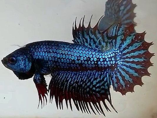 LUXURY CROWNTAIL PLAKAT ALIEN BLUE HYBRID WILD BETTA FISH