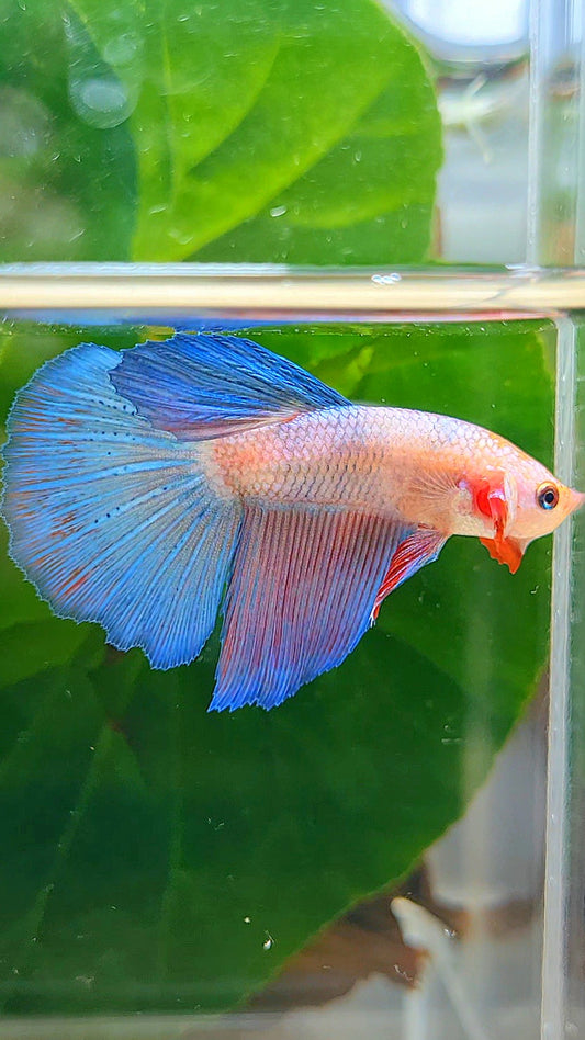 HALFMOON FANCY BLUE PURPLE FLAMINGGO BETTA FISH