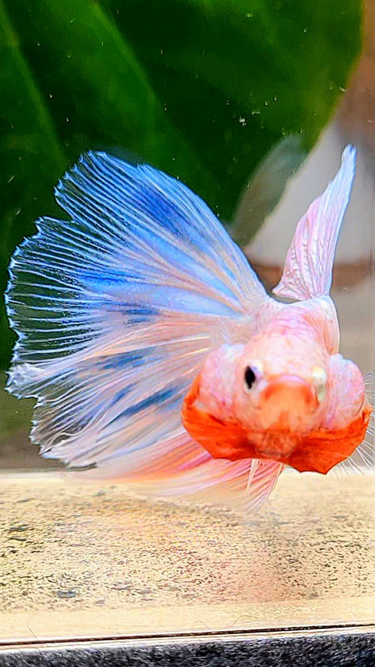 LUXURY HALFMOON PINK FANCY FLAMINGGO ICE BLUE DOT BETTA FISH