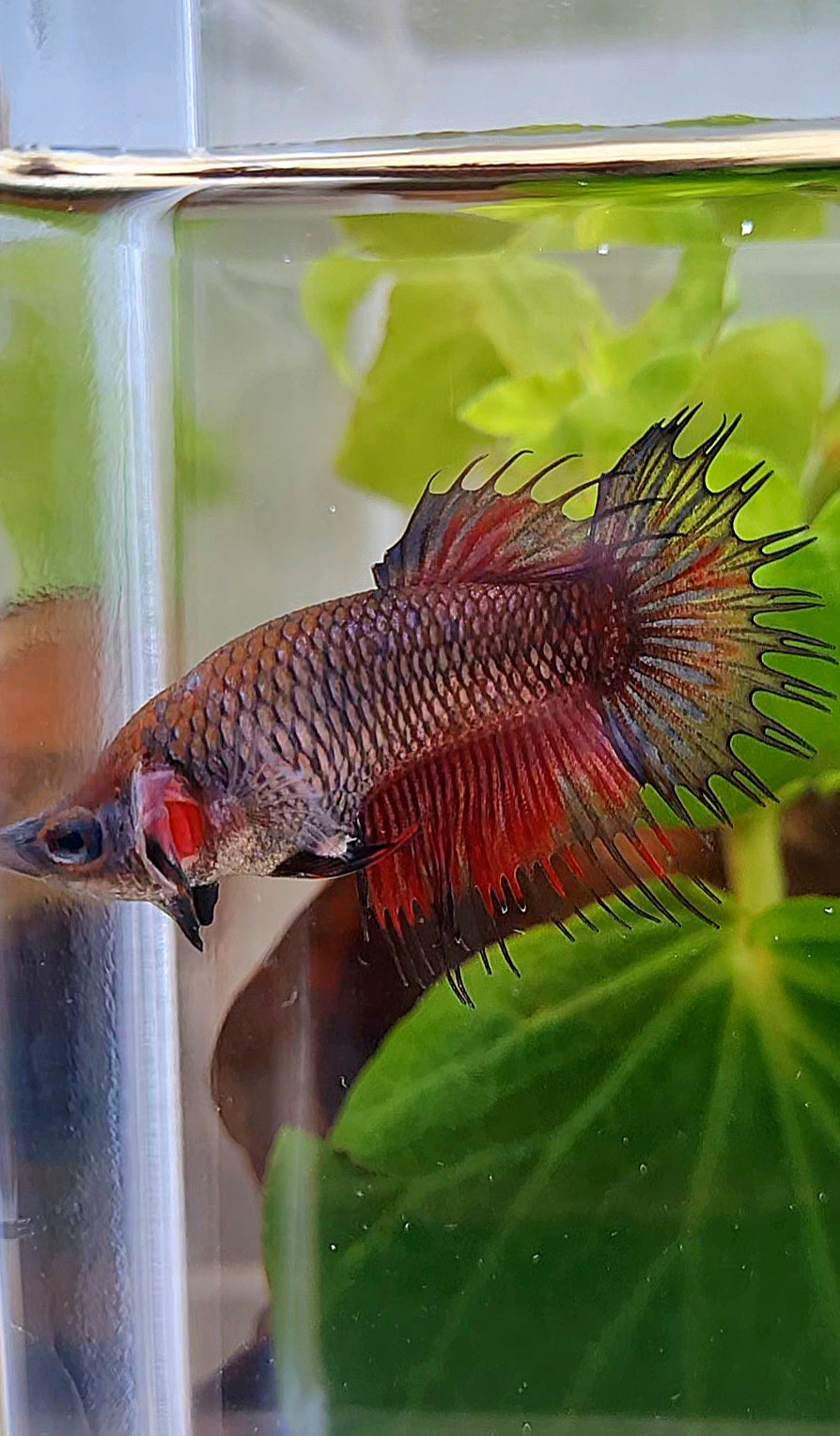 FEMALE CROWNTAIL BLACK RED BETTA FISH