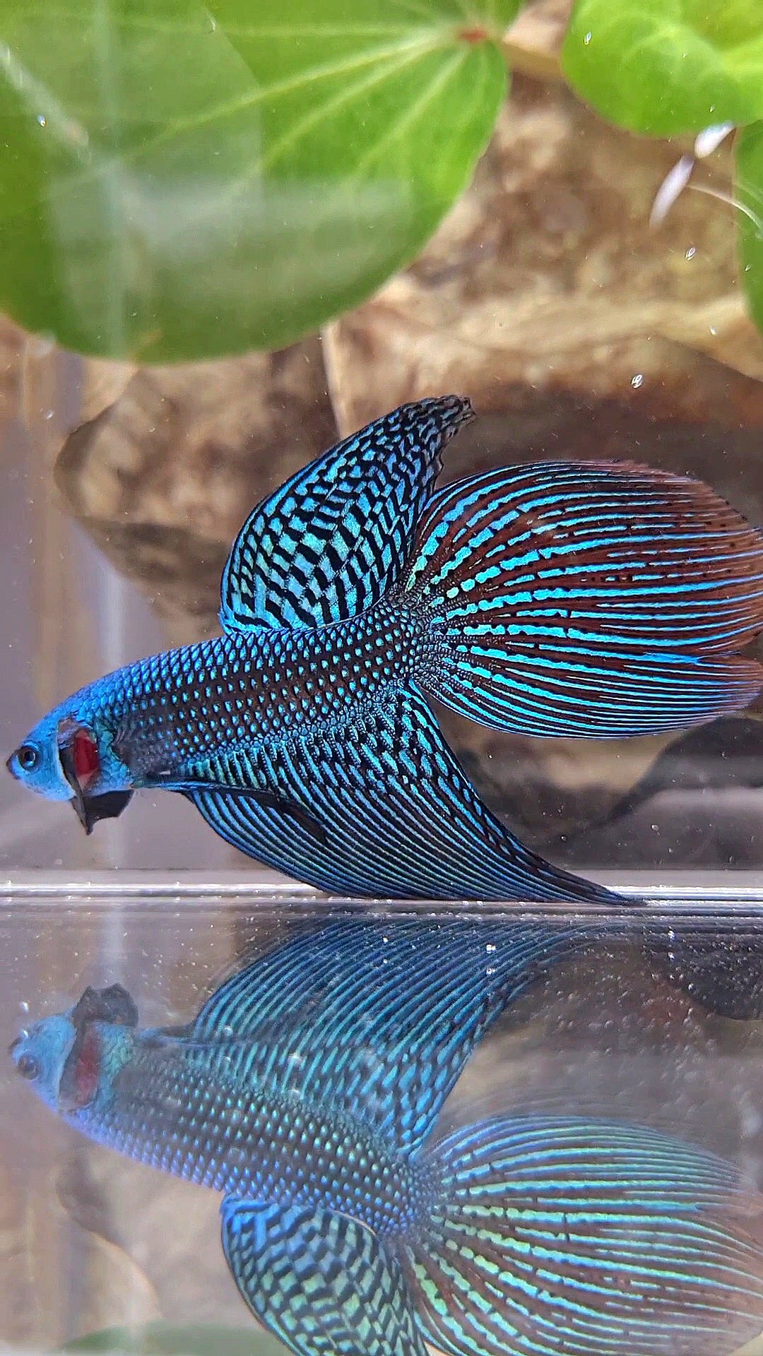 LONGFIN ALIEN GREEN BLUE HYBRID WILD BETTA FISH