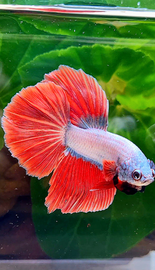 HALFMOON RED DRAGON SNOW BETTA FISH