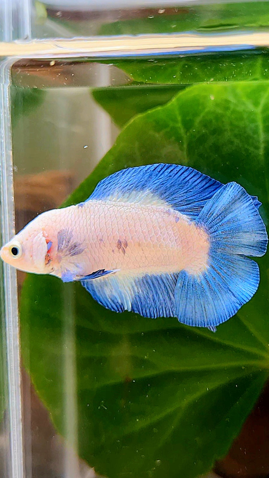 PLAKAT DOUBLETAIL SHORT BODY BLUE RIM BETTA FISH