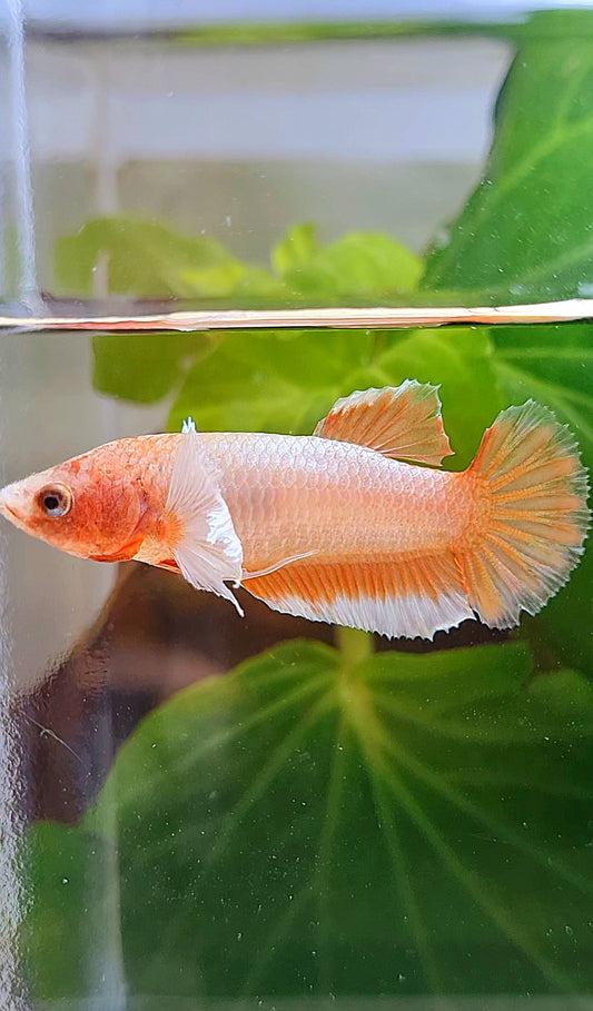 FEMALE HALFMOON DUMBO EAR ORANGE BETTA FISH
