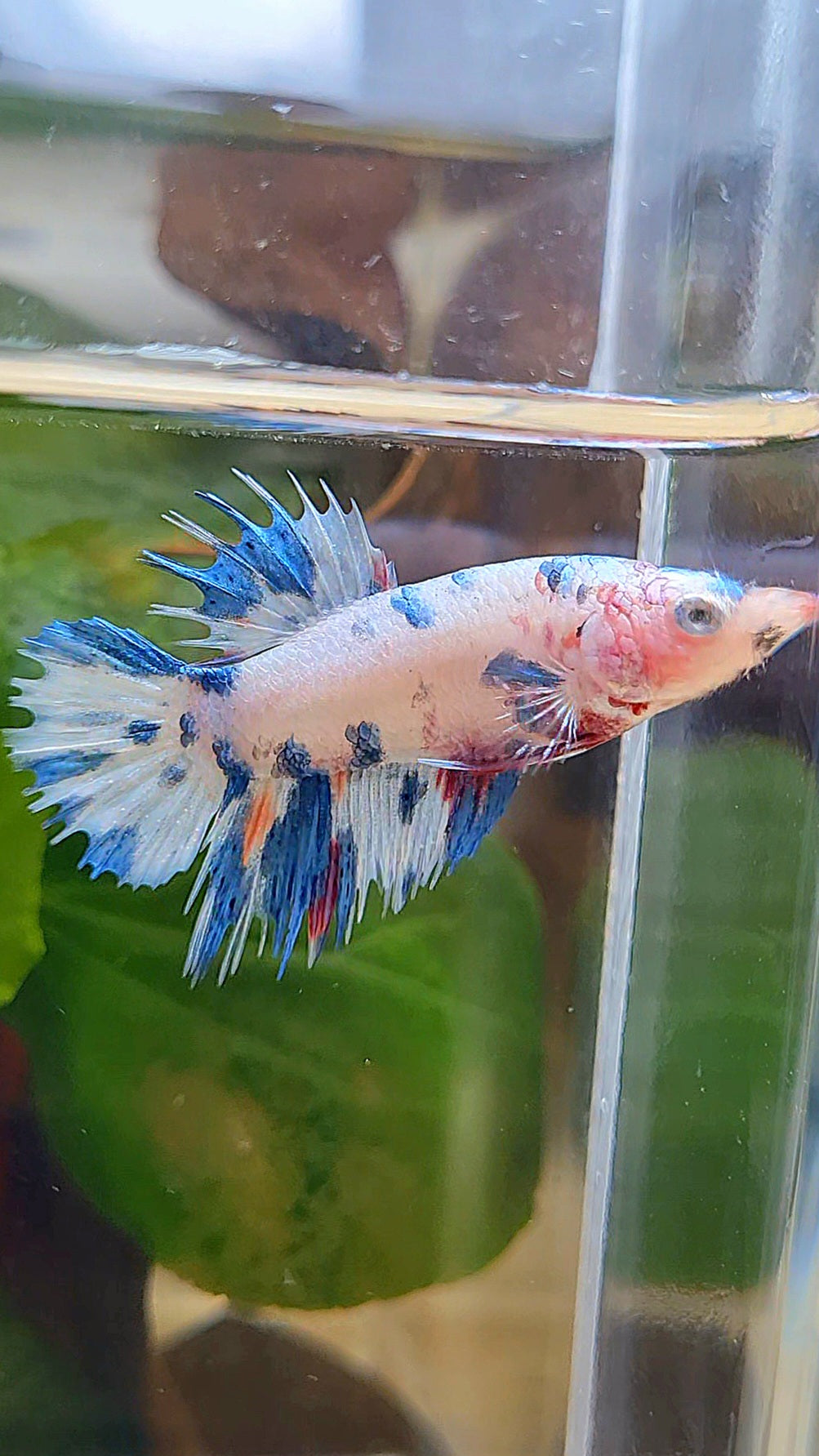 FEMALE CROWNTAIL WHITE CANDY BLUE MULTICOLOR BETTA FISH
