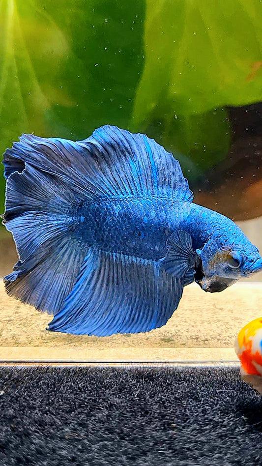 HALFMOON DOUBLETAIL BLUE BETTA FISH