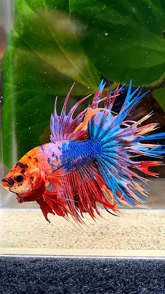 CROWNTAIL SUPER MULTICOLOR FANCY BETTA FISH