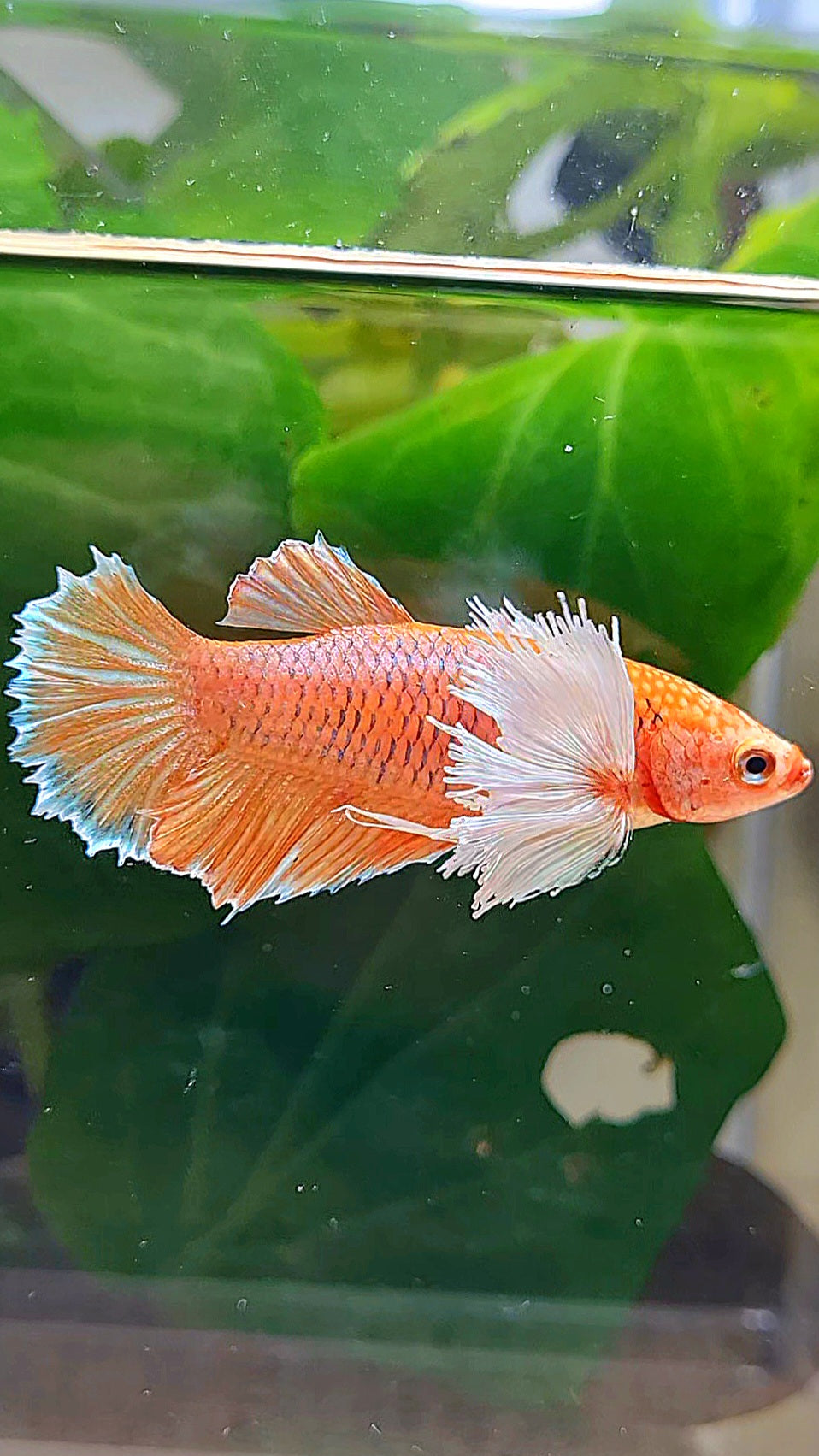FEMALE HALFMOON DUMBO EAR ORANGE PINEAPPLE BETTA FISH