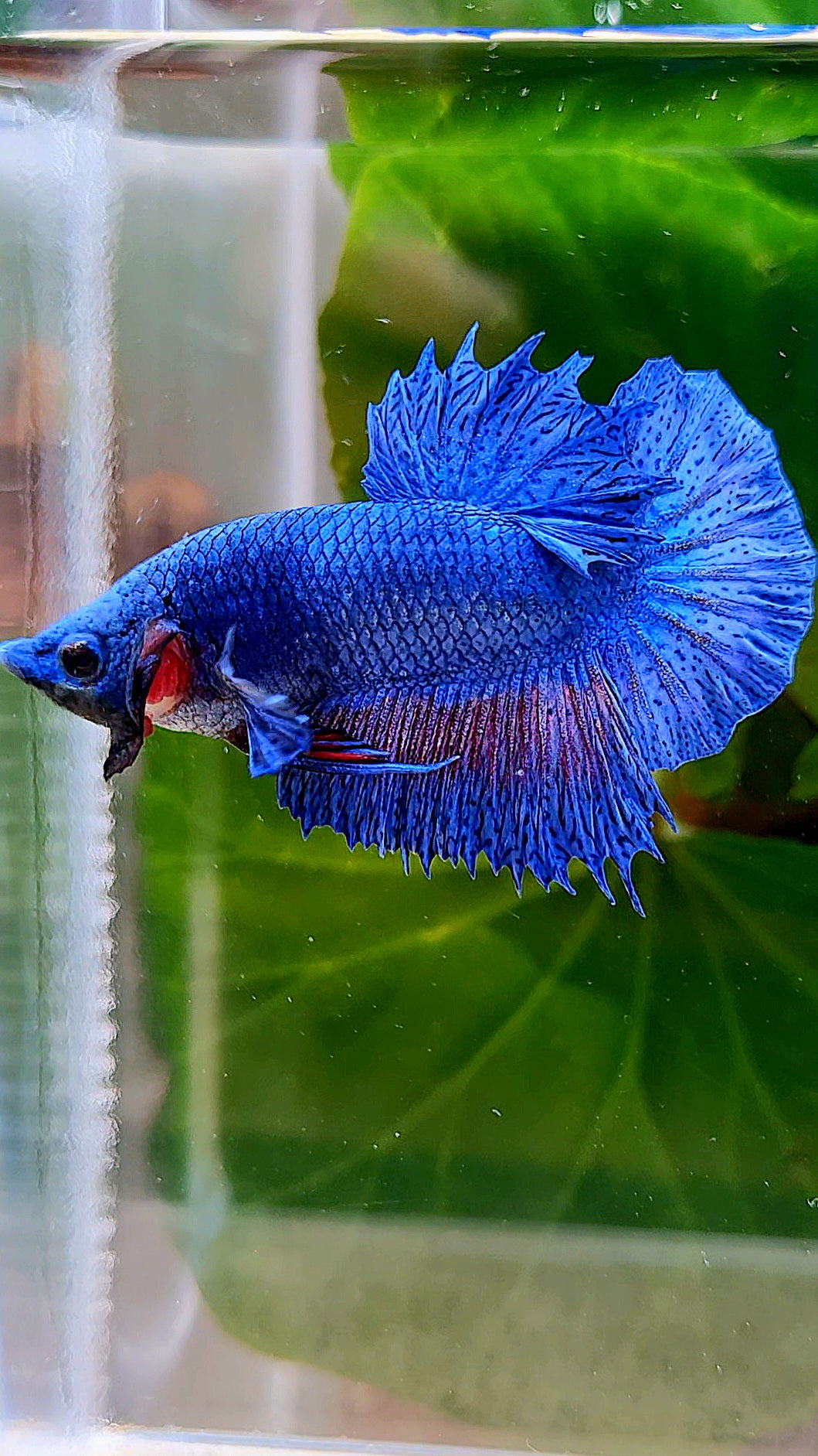 CROWNTAIL PLAKAT BLUE FANCY BETTA FISH
