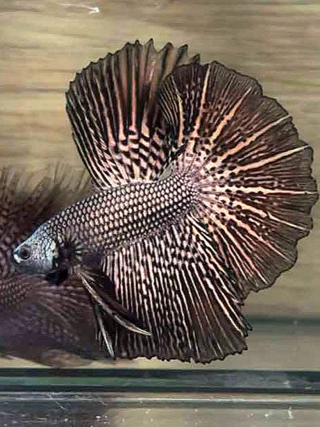 LUXURY HALFMOON ROSETAIL ALIEN COPPER HYBRID WILD BETTA FISH