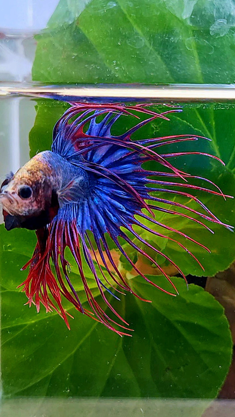 CROWNTAIL BLUE PURPLE MASCOT MONKEY FACE BETTA FISH