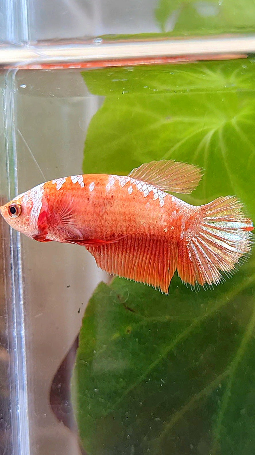 FEMALE HALFMOON RED GOLD GALAXY RGG BETTA FISH