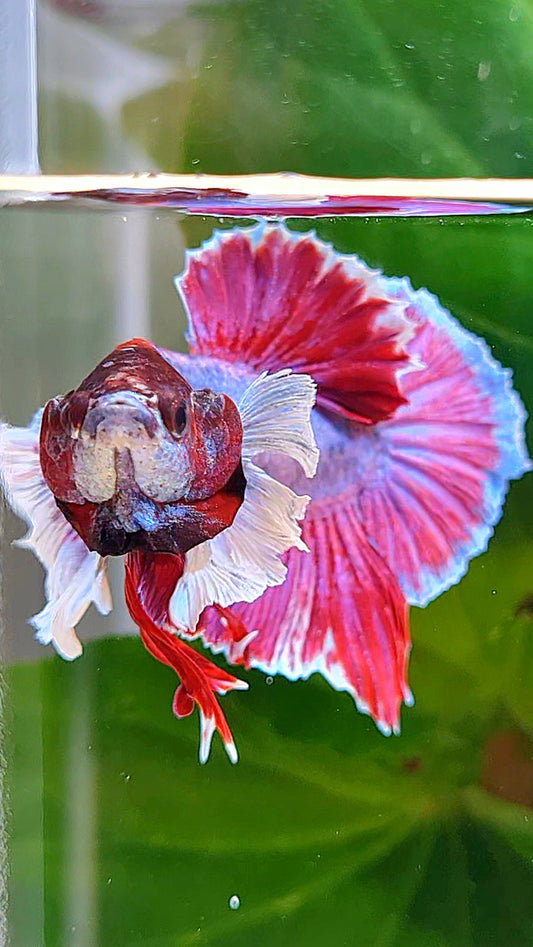 PLAKAT DUMBO EAR PURPLE MASCOT BETTA FISH