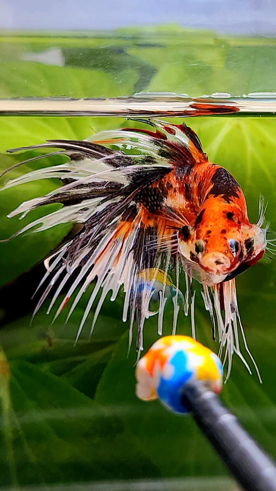 CROWNTAIL ORANGE COPPER TIGER MULTICOLORBETTA FISH