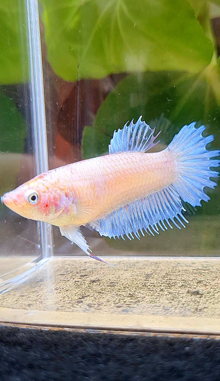 FEMALE CROWNTAIL PLAKAT WHITE CELLOPHANE BETTA FISH
