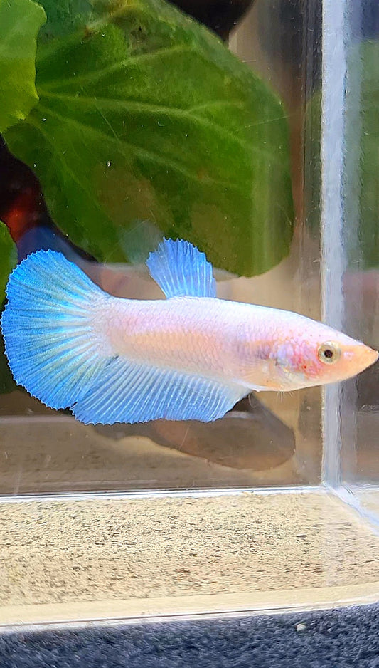 FEMALE HALFMOON BLUE RIM BETTA FISH