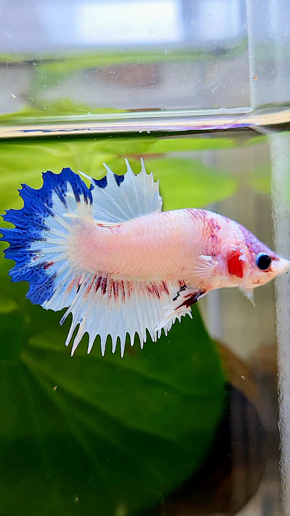 CROWNTAIL PLAKAT WHITE BLUE RIM FANCY BETTA FISH