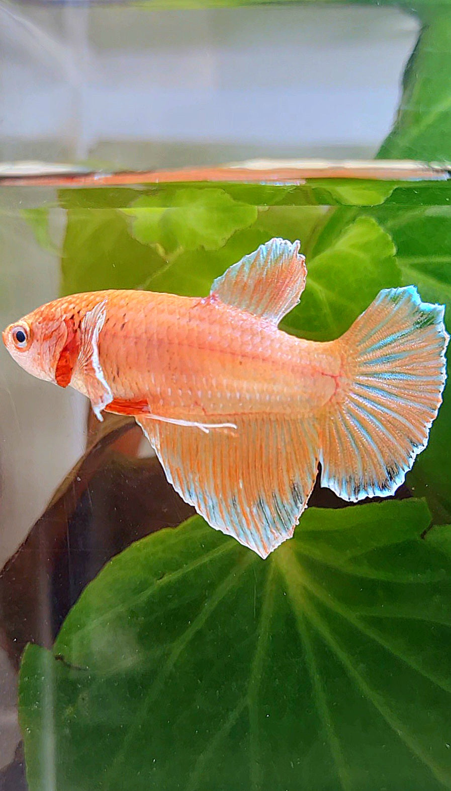 FEMALE HALFMOON ORANGE PINEAPPLE BETTA FISH