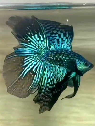 LUXURY HALFMOON DOUBLE TAIL GREEN ALIEN HYBRID WILD BETTA FISH