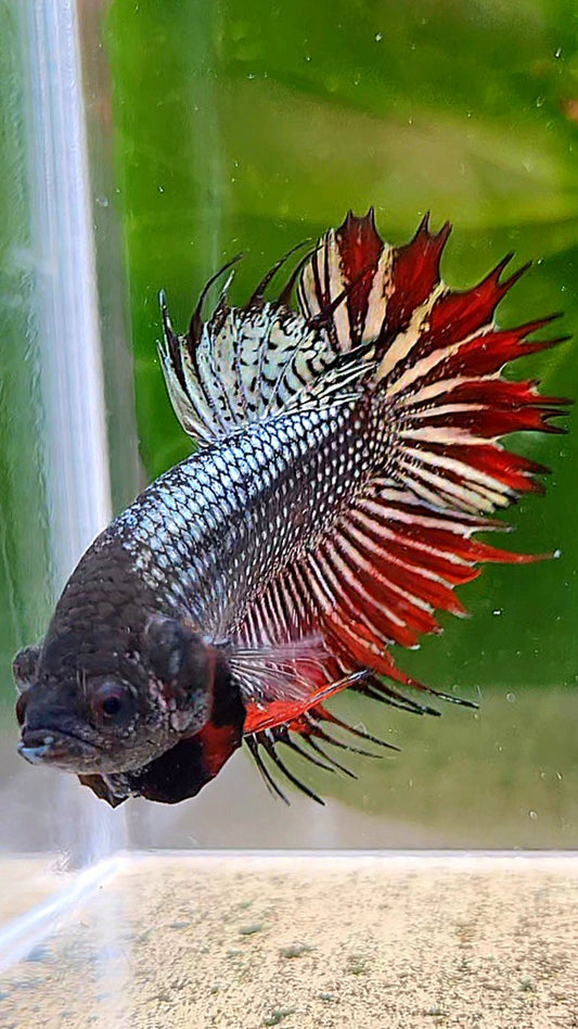 CROWNTAIL PLAKAT IMBELIS COPPER RED HYBRID WILD BETTA FISH
