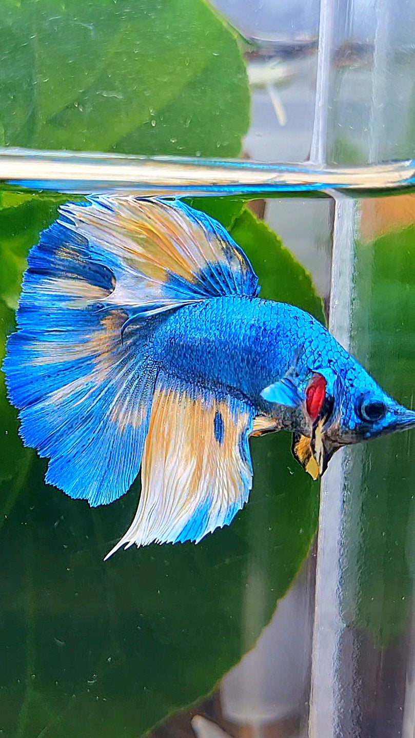 HALFMOON BLUE YELLOW PATTERN UNIQUE BETTA FISH
