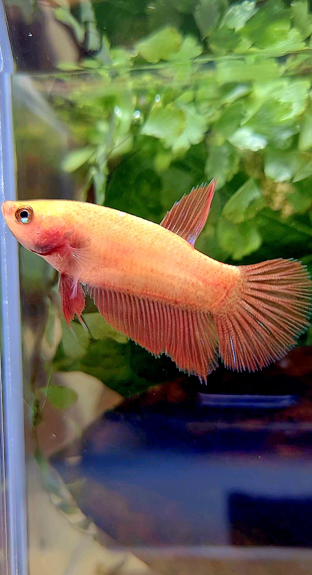 FEMALE HALFMOON SUPER RED BETTA FISH