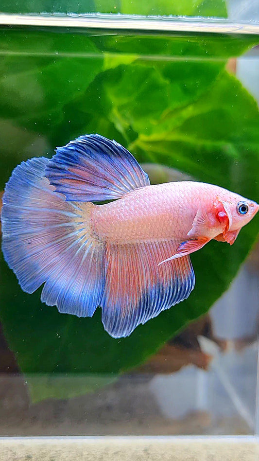 HALFMOON PINK FANCY FLAMINGGO PURPLE BETTA FISH