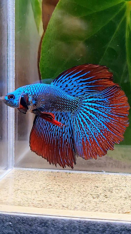 HALFMOON ROSETAIL ALIEN BLUE GREEN HYBRID WILD BETTA FISH
