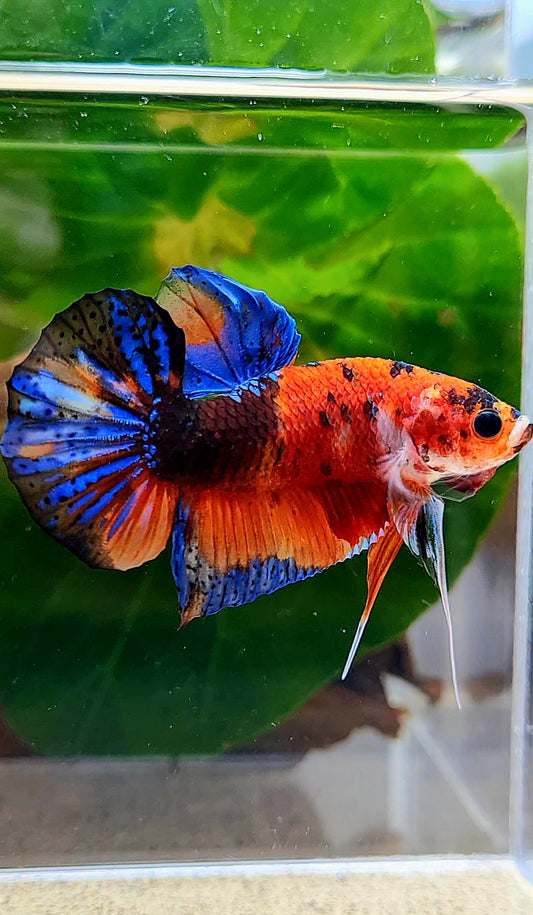 LUXURY SPADE TAIL NEMO MULTICOLOR BETTA FISH