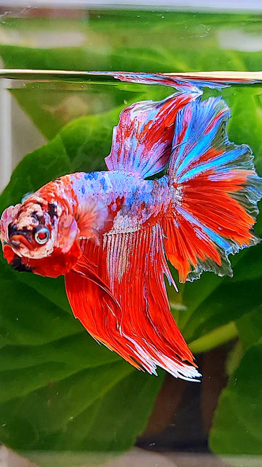 HALFMOON BARONGSAI RED WHITE GALAXY MULTICOLOR BETTA FISH