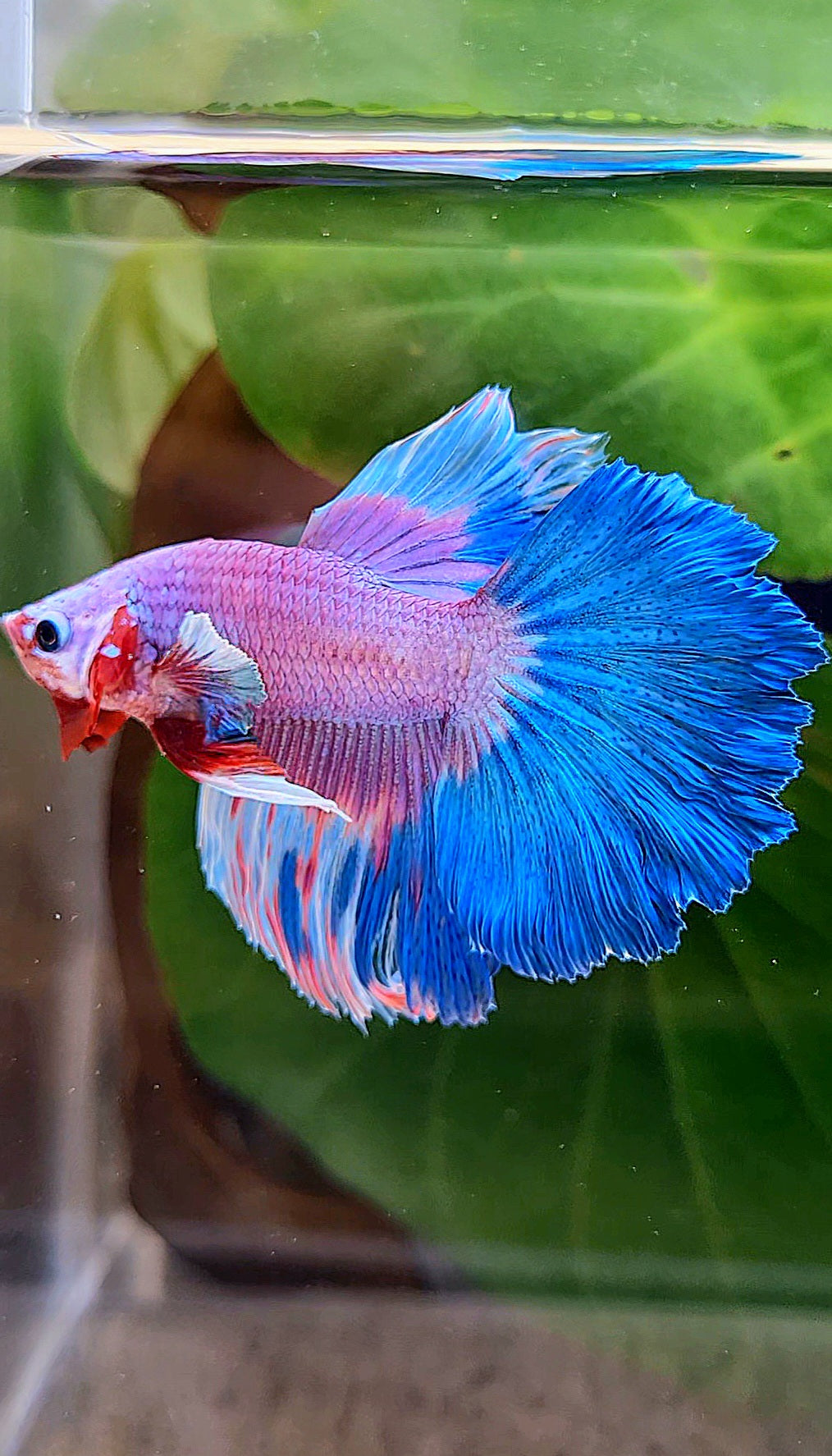 HALFMOON ROSETAIL PINK PURPLE BLUE RIM FLAMINGGO BETTA FISH