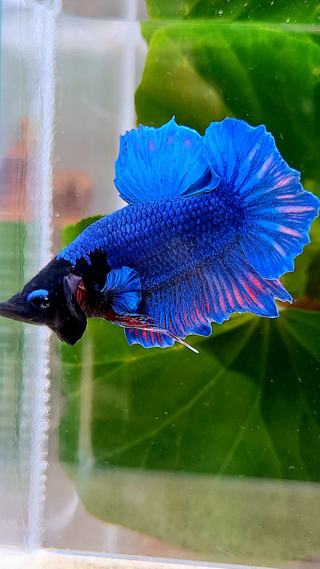 PLAKAT BLACK FACE BLUE BETTA FISH