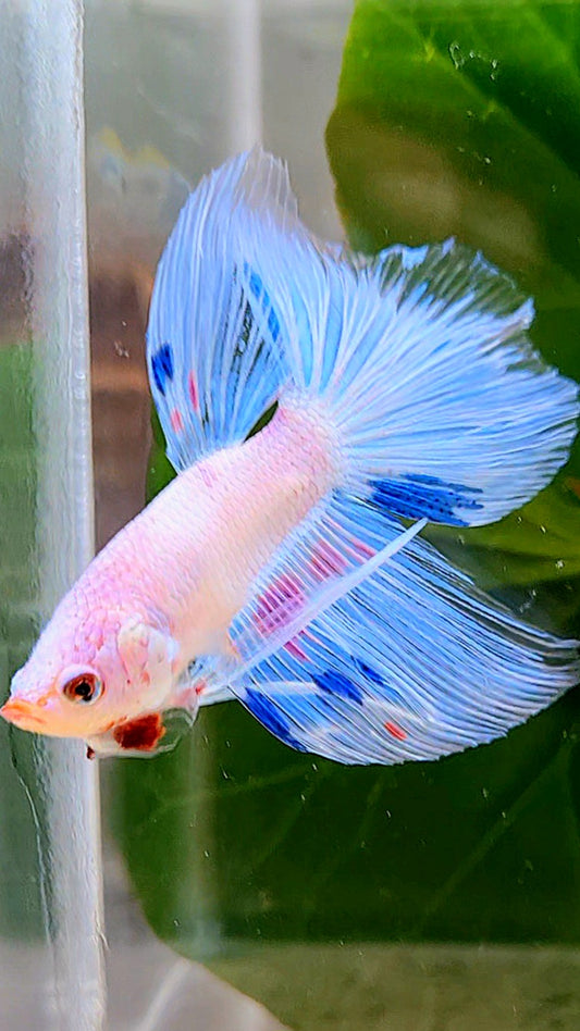 HALFMOON ROSETAIL WHITE BLUE FANCY FLAMINGGO BETTA FISH