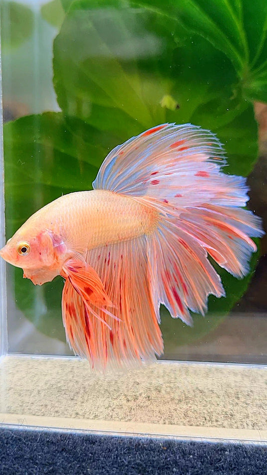 HALFMOON ROSETAIL PINK FLAMINGGO ARMAGEDDON BETTA FISH