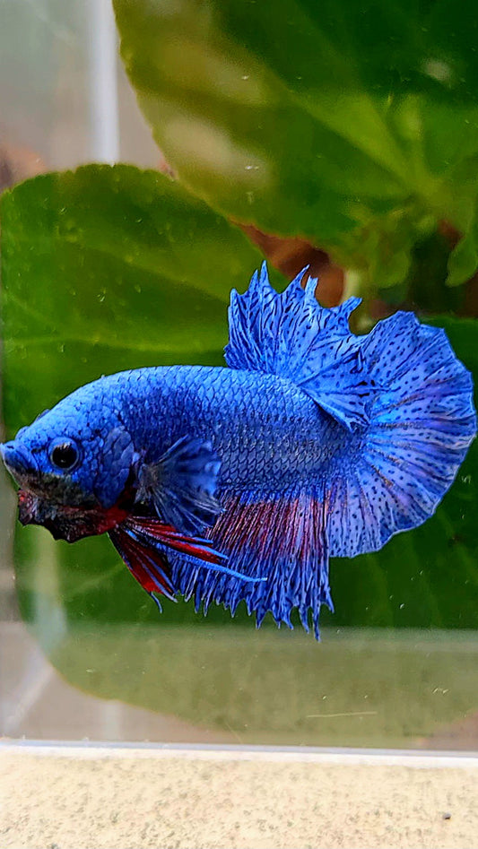 CROWNTAIL PLAKAT BLUE FANCY BETTA FISH