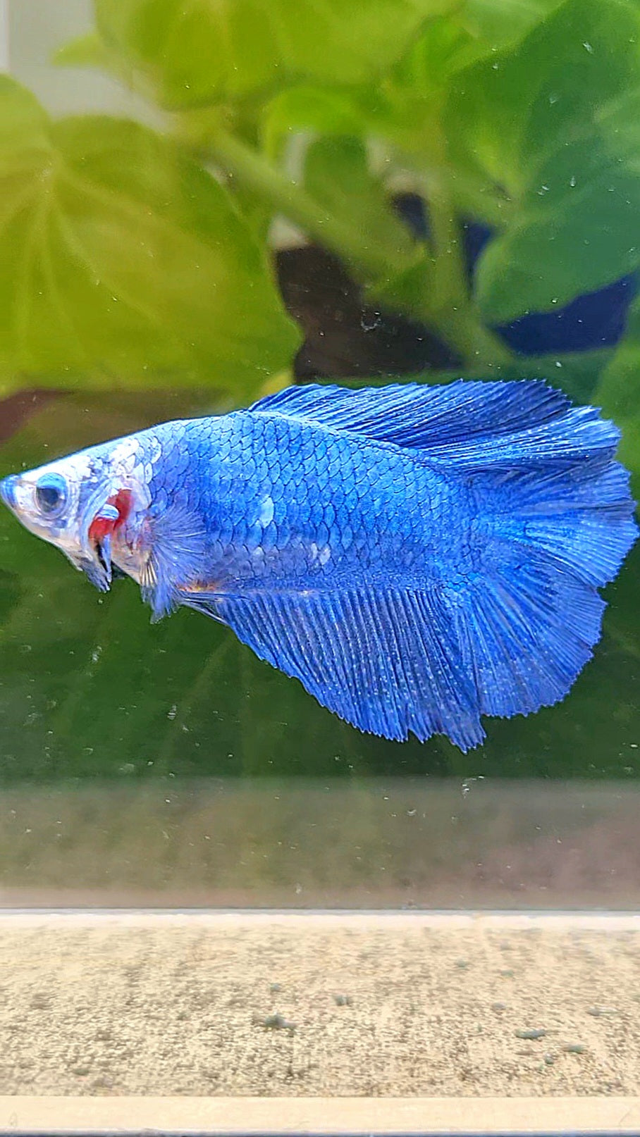 FEMALE HALFMOON DOUBLE TAIL BLUE BETTA FISH