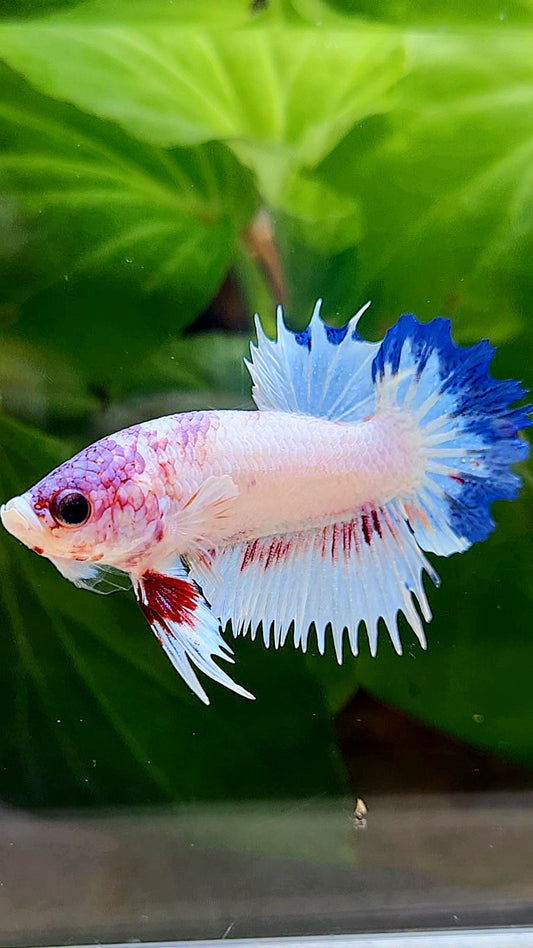 CROWNTAIL PLAKAT WHITE BLUE RIM FANCY BETTA FISH