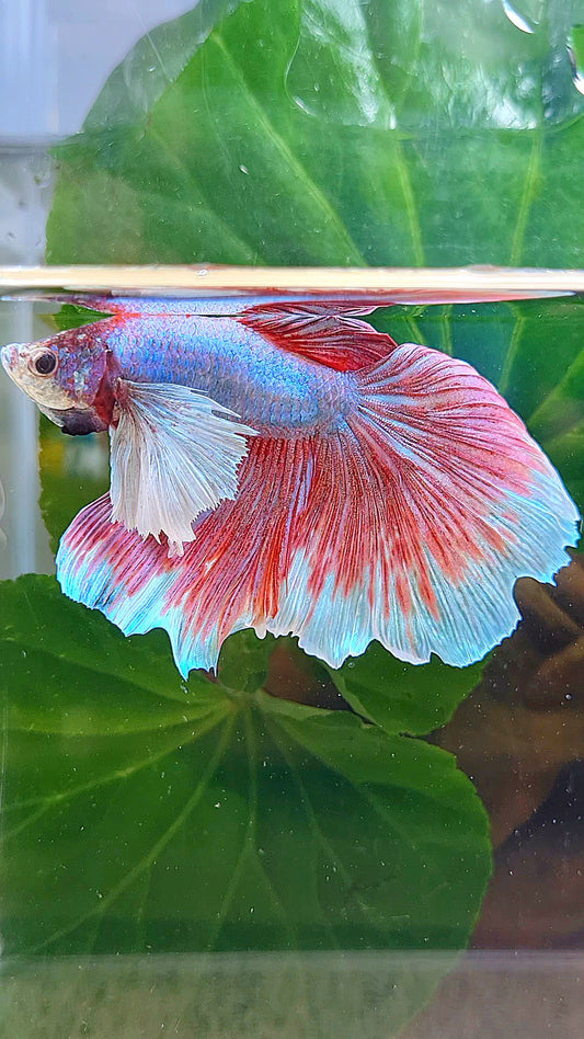 HALFMOON DUMBO EAR LAVENDER BUTTERFLY BLUE BETTA FISH