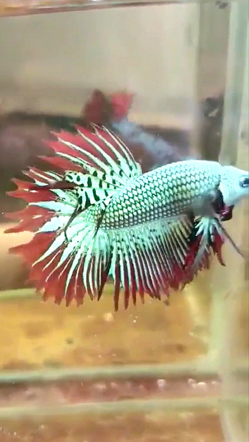 LUXURY CROWNTAIL ALIEN GREEN HYBRID WILD BETTA FISH