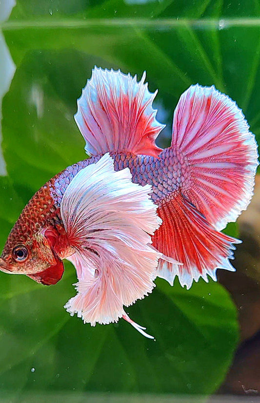 LUXURY HMPK SUPER DUMBO EAR PURPLE UNICORN BETTA FISH