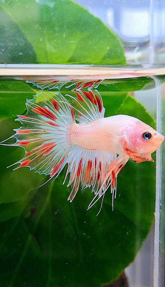 CROWNTAIL FANCY ARMAGEDDON BETTA FISH