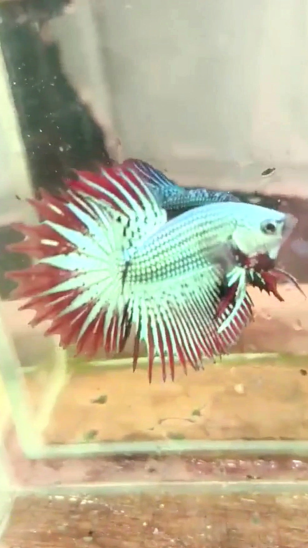 LUXURY CROWNTAIL ALIEN GREEN HYBRID WILD BETTA FISH